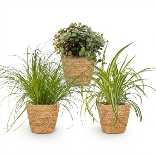 Green boutiQ - Plante d'intérieur - Cyperus - Calissia - Chlorophytum - Mix de 3 - Plantes Amies des Animaux - Vert - 3 Plantes - avec Panier - Pot 12cm - Hauteur 20cm