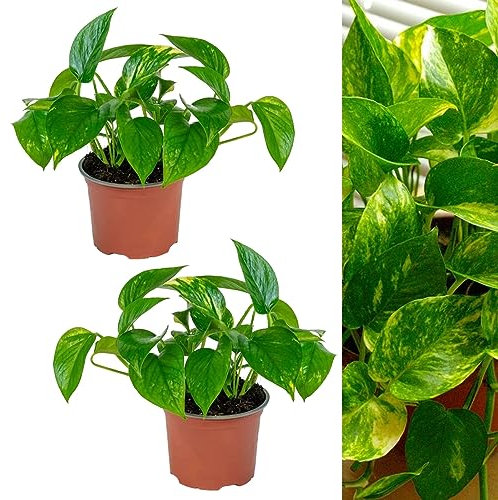 2 x Scindapsus Aureus Devil's Ivy Indoor Plants in 12cm Pots - Real Evergreen Trailing Houseplants - Easy to Care for - Ideal for The Home or Office