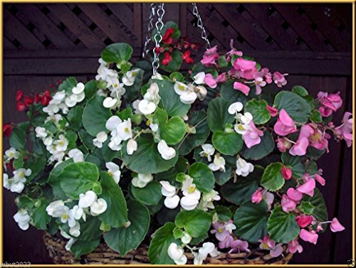 Fleurs, Begonia Cireux (Begonia Semperflorens Mix) Rose Blanc Rouge Graines Paquet De 100 Graines