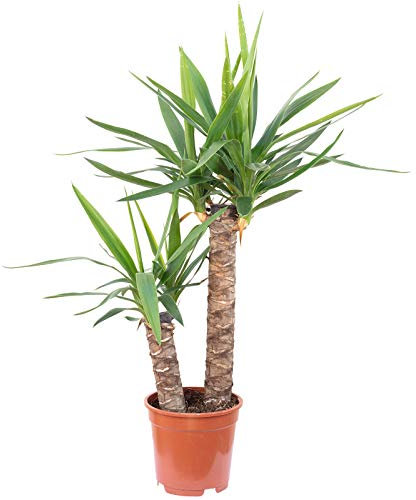 Palmlilie 2-stämmig - echte Zimmerpflanze, Yucca Elephantipes Palme 45/20 - Höhe ca. 80 cm, Topf-Ø 17 cm