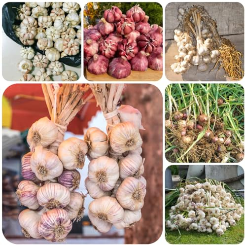 aglio invernali piantare l'aglio vegetali giardino di tappezzanti verdi da giardino sostenibili 250semi