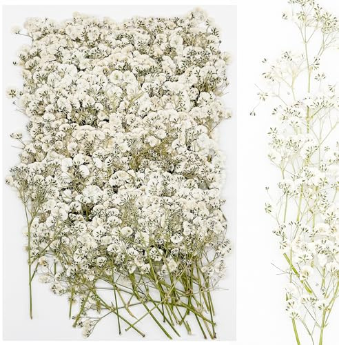 Cayway 120 Pz Flores Prensadas Secas, Flores Celestiales Naturales Flor Prensada Mezclada, DIY Flores Secas Prensadas para Resina Scrapbooking, Joyería de Resina Epoxi