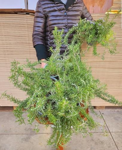 POWERS TO FLOWERS - ROSMARINO STRISCIANTE, PROSTRATO, REPENS BIO, REPENS, 10 PIANTE, vaso 14cm, piante vere