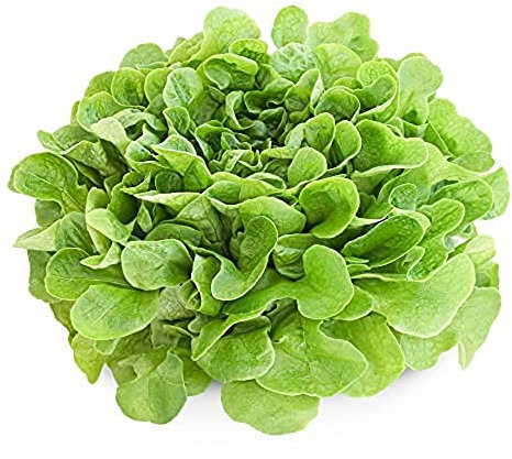 Lettuce Plants, 'Cut and Come Again', 12 x Full Plant Pack, Lettuces, Salads, Salad Plants, Garden Salad, Grow Your Own, Garden Ready and Ready to Plant, Premium Quality Lettuces