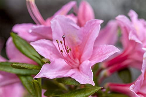 Rhododendron viscosum 'Jolie Madame' 120-140 cm - Sumpf-Rhododendron, rosa Blüten, Blütezeit Juni-Juli, duftend, ideal für Moorbeete, winterhart