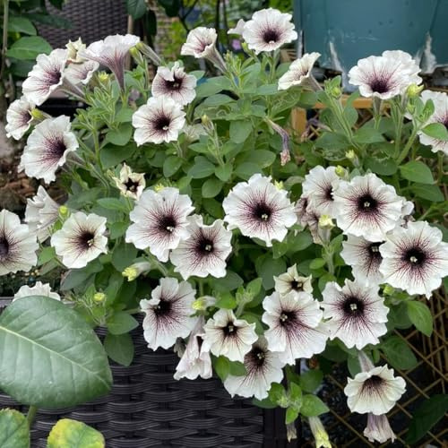 semillas de petunia colgando, cortadas petunia petunia Balcón, resistentes 35pcs