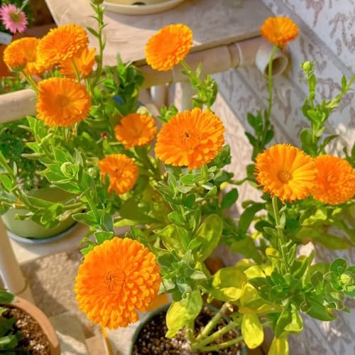 semi di calendula giardino, balcone decorazione organica per balcone recisi di selvatici esotici semi per l' 200semi