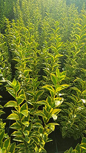 Ligustrum ovalifolium 'Aureum' / Troène doré/Conteneur de 3 à 4 litres