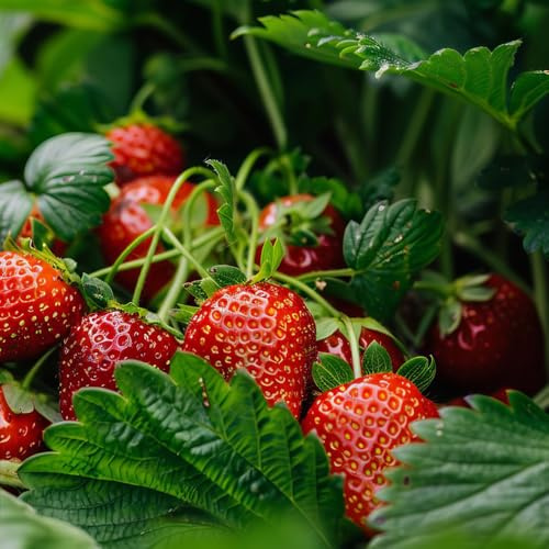 fragole semi di fragola per luoghi soleggiati di fragola biologici, decorazione del giardino per esterno decorazione, 1000pcs