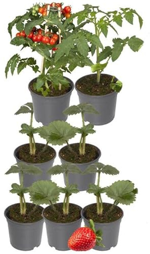 Plantas Huerto Urbano Pack DECOALIVE: 2xPlantas de Tomate Cherry + 5xPlantas de Fresa