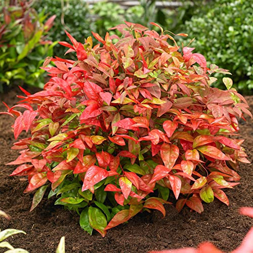 Nandina Blush Pink | Heavenly Bamboo | Hardy Colourful Evergreen Garden Plant in 9cm Pot | Garden Ready Plants for Bedding and Borders