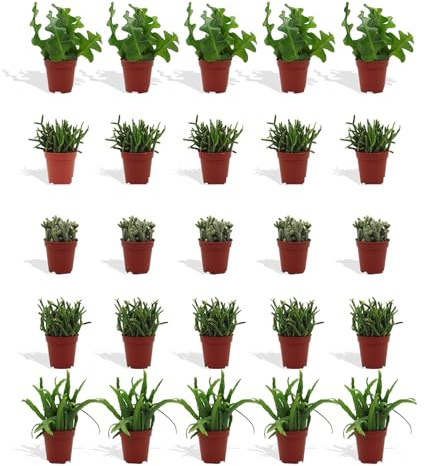 DutchLeafs Rhipsalis Mix 20 Stück Verschiedene Mini-Sukkulenten - Topf 5,5 cm - Cactaceae Rutenkaktus Korallenkaktus Sukkulent Kleine Pflanzen Pflegeleicht - Höhe 8-15 cm