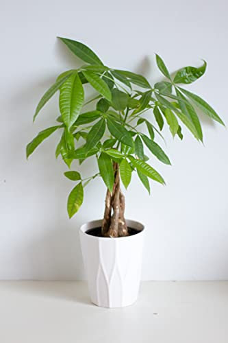 All Occasions, Pachira Aquatica 1m Tall Money Tree for Home, Bedroom, Kitchen and Living Room, Perfect for Clean Air, Delivered Next Day Prime