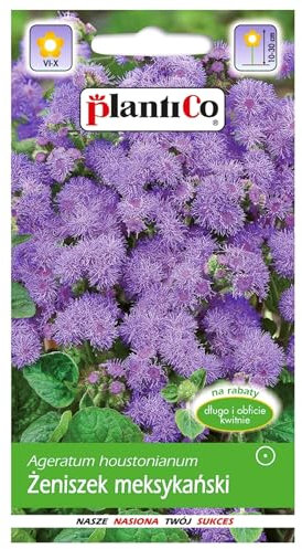PlantiCo 0,25g Tetra Blue Mink Graines de Bluemink Graines de fleurs pour massifs Balcon Terrasse Plante annuelle à fleurir Aimant le soleil