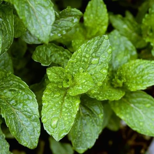 Semillas de menta marroquí resistentes de jardín menta verde balcón, interior jardín, exótico invierno, 1200pcs