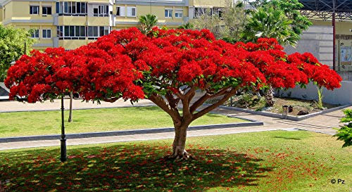 delonix regia arbre de feu graines 10