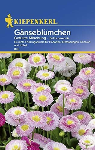 Kiepenkerl 895 Gänseblümchen Gefüllte Mischung (Gänseblümchensamen)