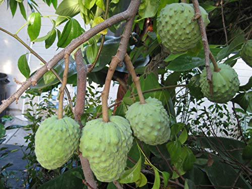 Pomme cannelle - Annona cherimola - Fruit exotique - 20 graines fraîches