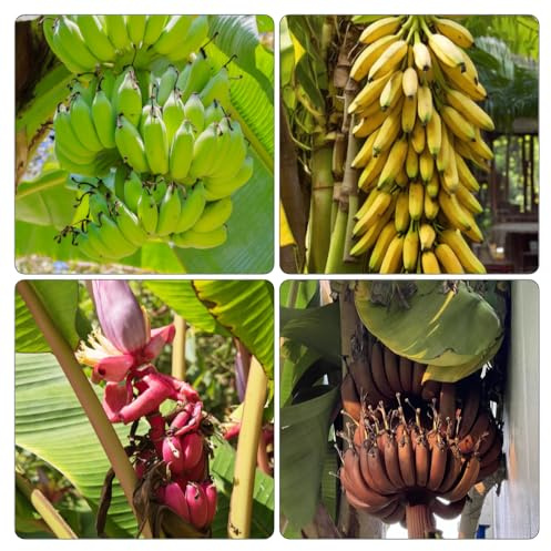 semi di banana - decorazione del soggiorno giardino roccioso, d'appartamento esotiche resistenti interna rialzata sul 125pcs