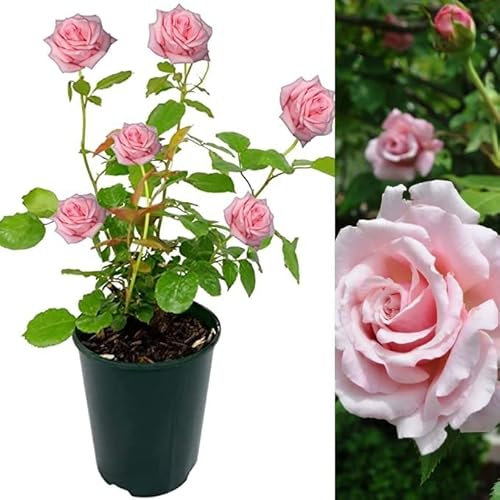 Rose Bush Belinda's Dream - Floribunda Pink Rose Bush for The Garden in a 3 Litre Pot (2 Plants)