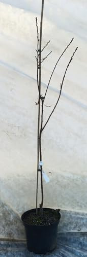 Castanea sativa 'Aspleniifolia' (De greffe) / Châtaignier à feuille de fougère/Conteneur de 7 à 10 litres/Baliveau/Fruitier