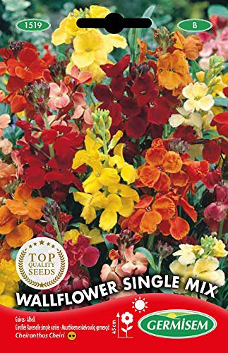 Germisem Graines Giroflée Ravenelle simple variée WALLFLOWER SINGLE MIX