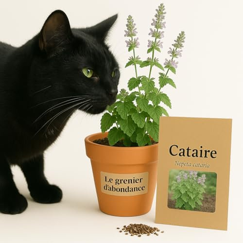 300 graines à semer - Le Grenier d'Abondance - Cataire - Nepeta Cataria
