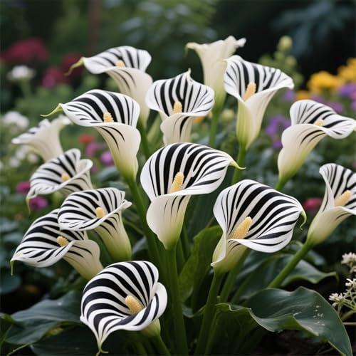 Rizomas de cala fáciles de cultivar,Cala perenne,adecuado para plantar en interiores＆exteriores,prospera en macetas＆en el suelo-2Rizomas-A