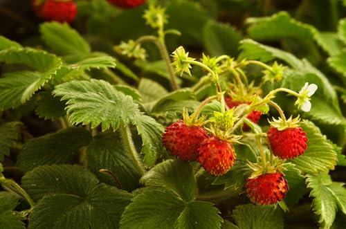 RP Seeds Fragaria vesca (Wild Strawberry) - 50 Seeds. British Native Wildflower.