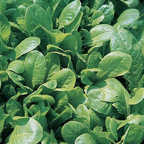 LATTUGA BIONDA FOGLIA LISCIA NR.1000 SEMI