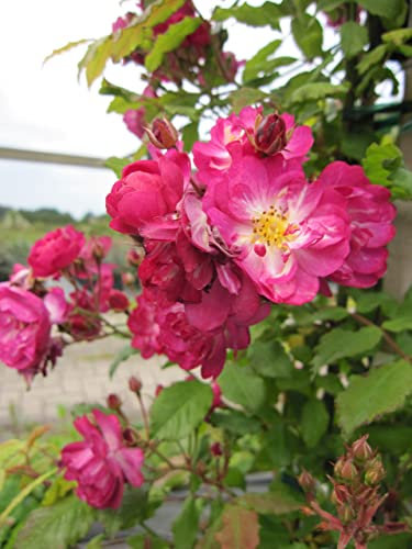 Rosa Kiftsgate x Violett Hood - Kletterrose Kiftsgate x Violett Hood