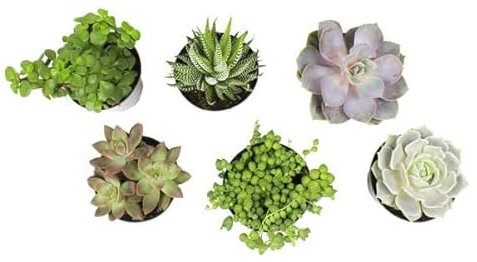 Seis Unidades Variadas de Mini Suculentas Naturales