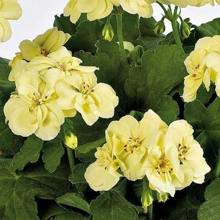 100 semi di geranio giallo