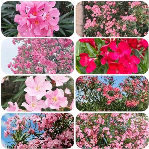 Oleander - samen - Seltene Pflanzen - zierbaum winterhart stauden blumensaat flower seeds blumensamen Oleander garden baumsamen blumen samen exotische pflanzen winterhart draußen 30pcs