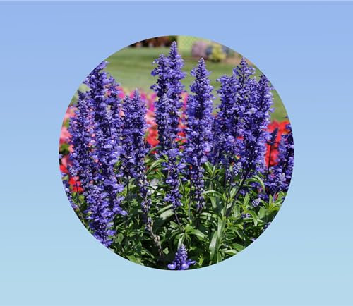 100 graines de sauge farineuse victoria bleu - salvia farinacea victoria blue - commestible - plante annuelle