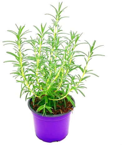 Rosmarin Pflanze Blue-Winter – Winterhart & Aromatisch | florapartner – Frische Kräuter für das ganze Jahr!
