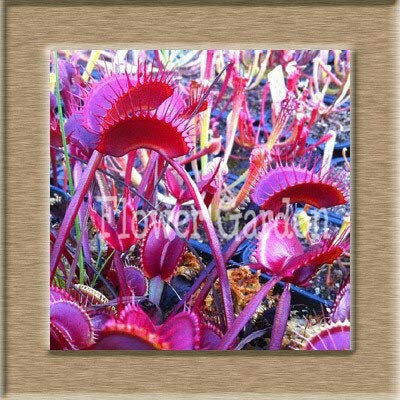 100pcs Seeds of Insectivore Plants in Dionaea Vase Muscipula Giant Giant Venus Flytrap Seeds, Jpigxy: Only Seeds