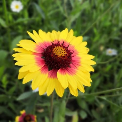 350 pcs kokardenblume staude winterhart samen, gastgeschenk blumensamen, balkon beet, Gaillardia pulchella, blumensaat, balkonpflanzen winterhart mehrjährig blumensamen mehrjährig