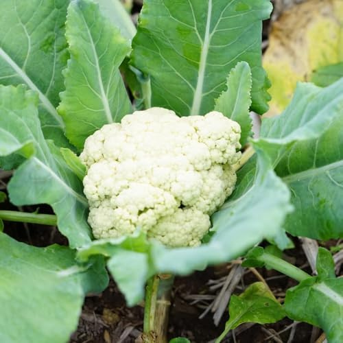 semi di cavolfiore interno rialzata per esotiche biologici 1000pcs