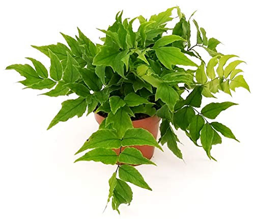 POWERS TO FLOWERS - CYRTOMIUM FALCATUM XL, FELCE DA ESTERNO, VASO 15CM, Pianta vera