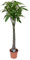 Pachira Aquatica 130-160 cm – Große Glückskastanie Zimmerpflanze, pflegeleicht, luftreinigend, ideales Dekoelement für Wohn- und Büroräume