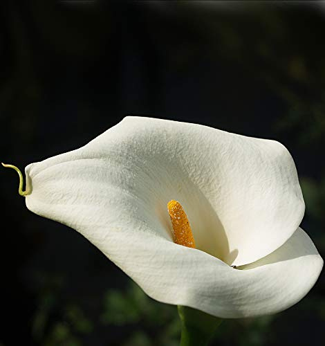 3 Bulbi di CALLA BIANCA GIGANTE - Zantedeschia aethiopica - Bulbo Rizoma (3)