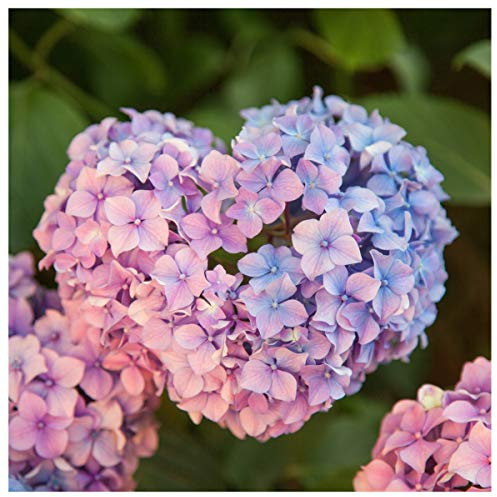 Hydrangea Macrophylla Pink Dream in 2L Pot, Beautiful Pink Blue Flowers 3fatpigs®