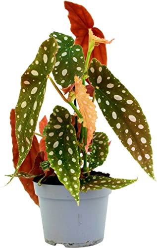DECOALIVE Planta Natural Begonia con Manchas Begonia Maculata