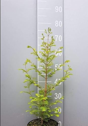 2er Mammutbaum Set | Riesenmammutbaum 10–15 cm & Urweltmammutbaum 70–100 cm | Sequoiadendron giganteum & Metasequoia glyptostroboides | Winterhart | Topfware