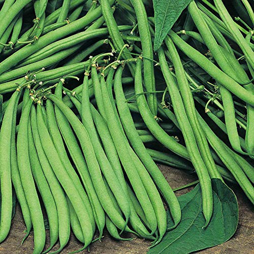 Suttons Bean (Dwarf French) Seeds Safari, Vegetable Seed, Approx. 150 Seeds per Pack, Grow Your own, Ideal for Beds and Borders