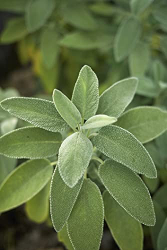 Plus de 300 graines de sauge véritable salvia officinalis jardin cuisine herbes plantes médicinales