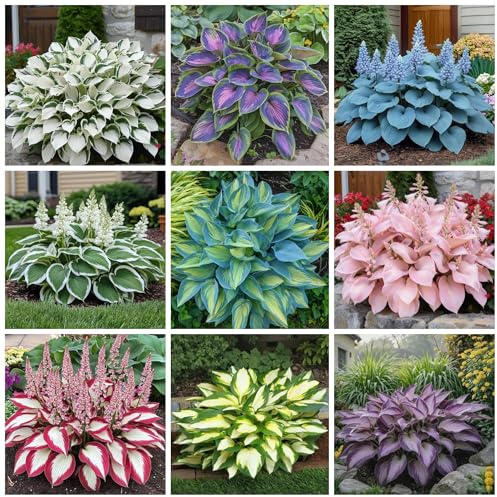 200+ Hosta Seeds Heart-Shaped Hosta Bare Roots - Rich Foliage, Heart Shaped Leaves, Outdoor Garden Attract Pollinators Perennial Bonsai Decoration