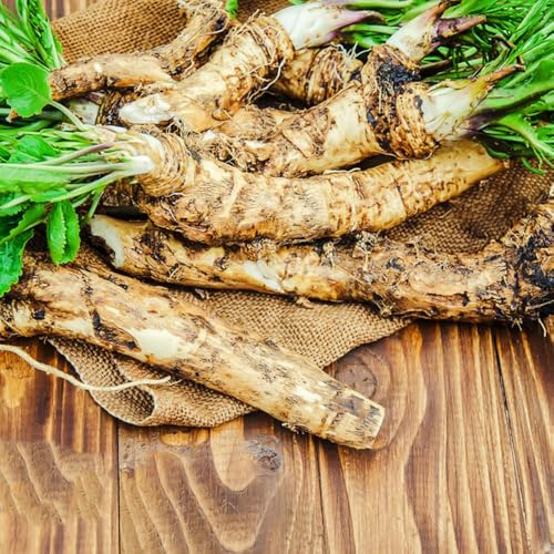 120 piezas semillas de rábano picante orgánicas interior jardín lecho balcón frescas resistentes