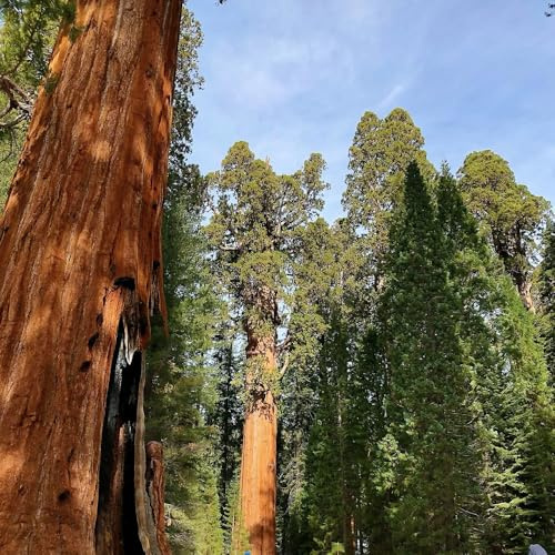 sequoia gigante - Copertura del terreno per esterni giardino roccioso resistente in vaso giardino in vaso aiuole rialzate 500semi